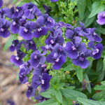 Nemesia Escential Blackberry